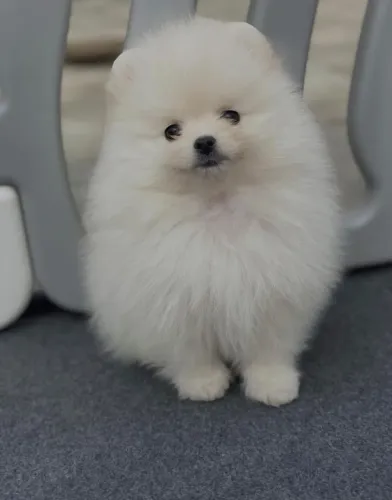 Cachorro Lulu da Pomerania um filhote para amar em qualquer todos os dias.