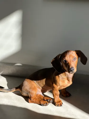 Filhote Basset/ Salsicha/Dach MACHO