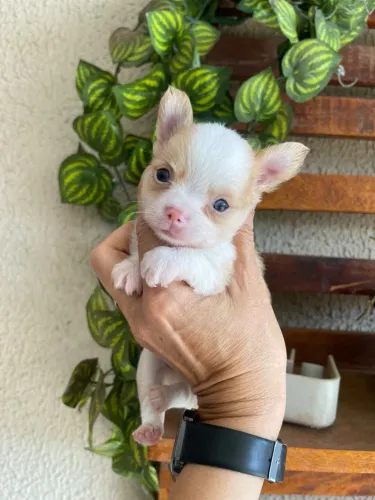 Chihuahua macho pelo longo