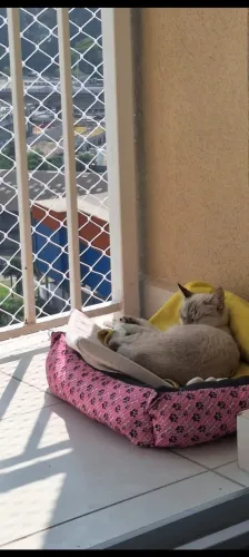 Tela de Proteção para gatos