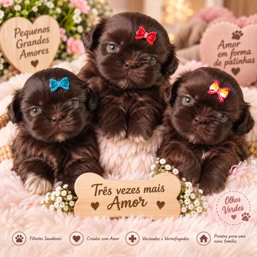 Fêmeas chocolates sólidas minis shih Tzu 