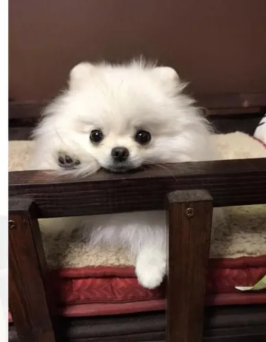 Lulu da Pomerânia ursinho