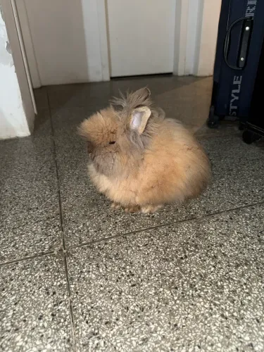 Coelho Teddy