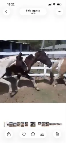 Lote de éguas pampa