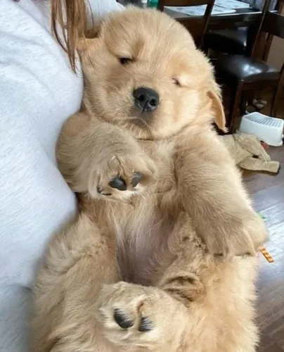 Filhotes de Golden Retriever | Mais alegria em cada momento.