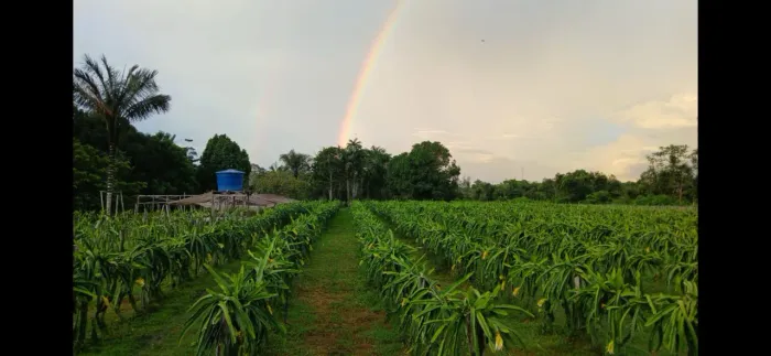 Vendo linda fazenda de pitaya