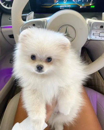 Spitz Alemão Anão