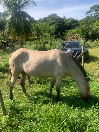 Égua
