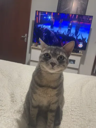 Linda Gata - Calma ótima para apartamento