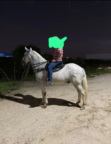 Cavalo
