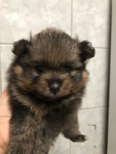 Cachorro 