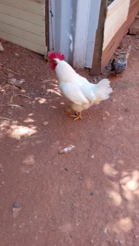 Vendo galos galinha patos 
