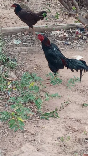 Frango índio