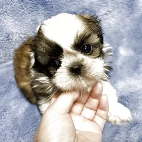 Lindo neném Shih Tzu/ Shitzu filhotes de pelagem densa macho e fêmea vacinados com pedigre