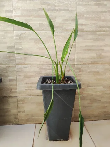Planta Estrelicia