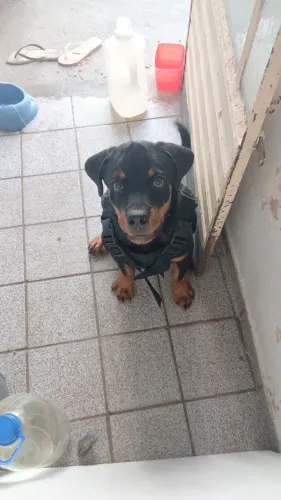Rottweiler macho