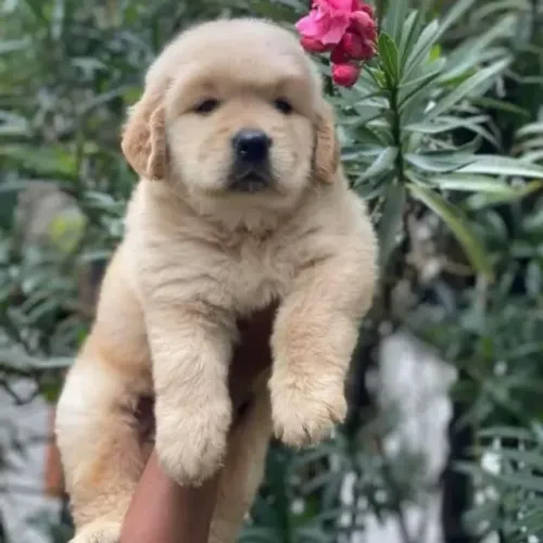 Filhotes de Golden retriever | Seu próximo xodó está aqui!