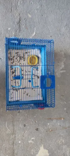 Gaiola hamster
