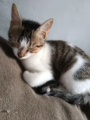 Gatinho para adoção