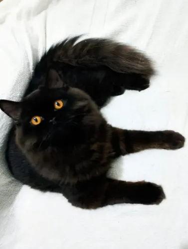 Gatos persa