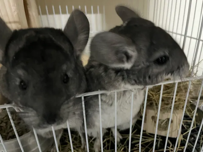 Chinchila