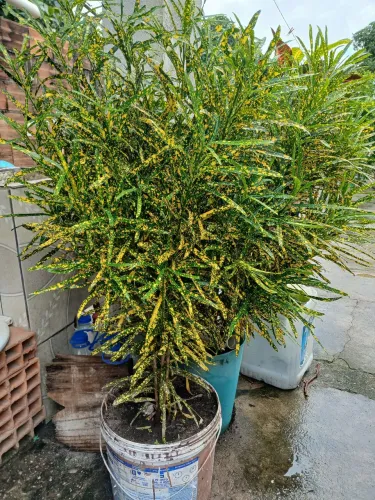 Planta palito