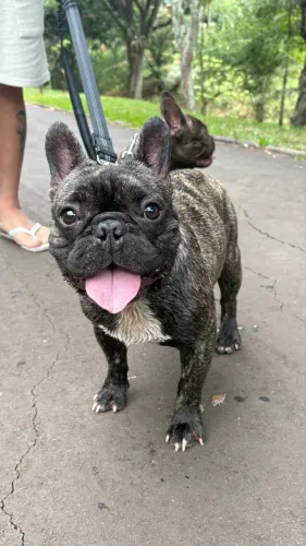 Procuro namorada para meu Buldogue Francês 