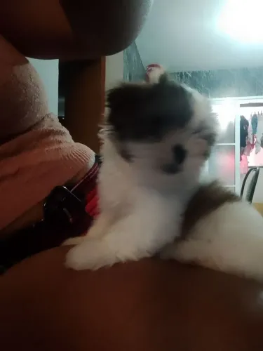 Pet
