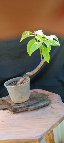 Pré bonsai abacate