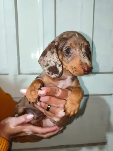 Filhotes de Basset - Criados com Dedicação para Fazer Parte da Sua Vida