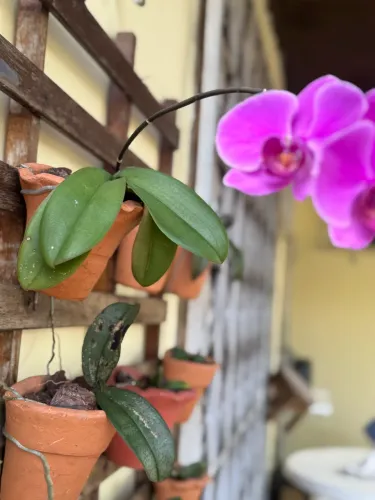 Vendo Orquidea