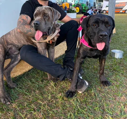 Vendo uma filhote de Cane Corso italiano 5 meses