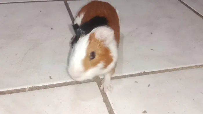 Porquinho da índia Femea