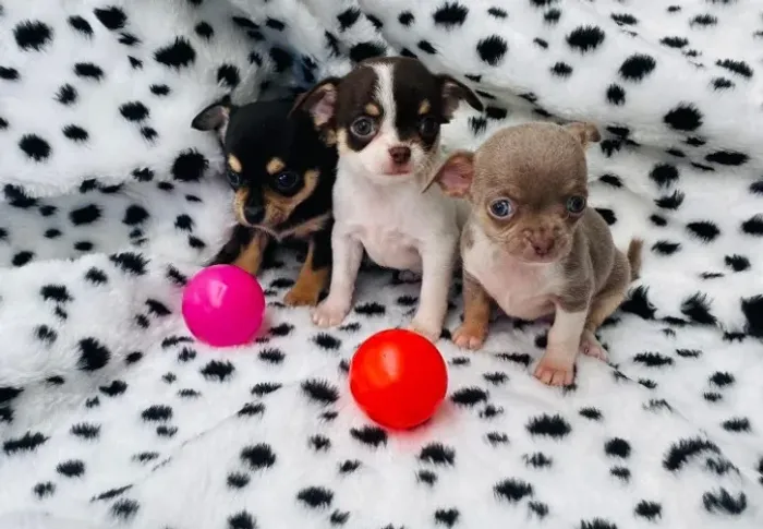 Filhotes chihuahua