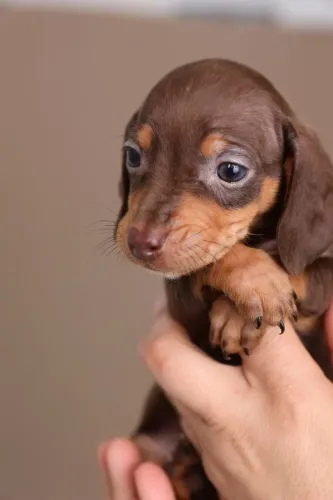 DACHSHUND CHOCOLATE