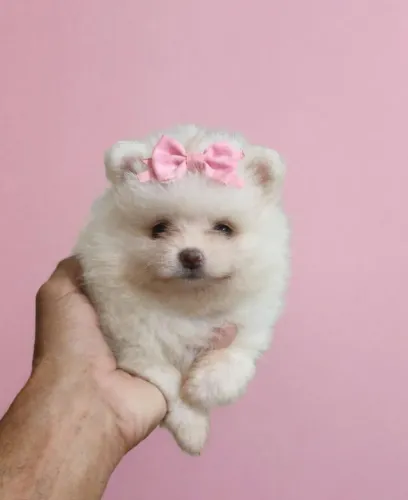 Spitz 