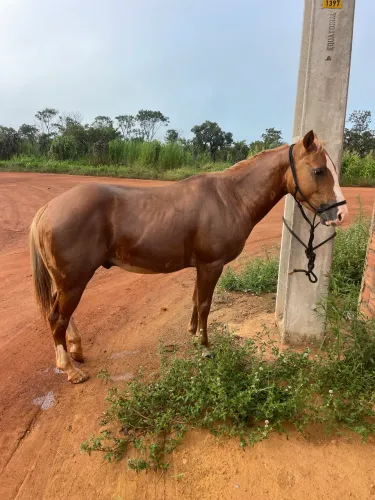 Vendo cavalo QM 