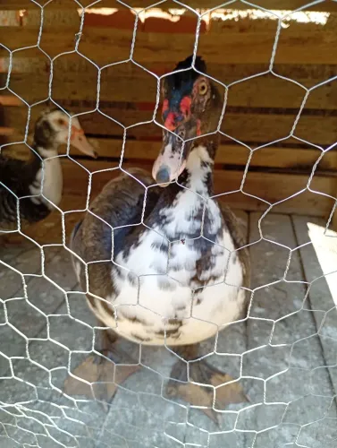 Venda de patos