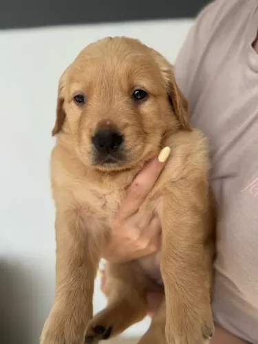 GOLDEN RETRIEVER FÊMEA