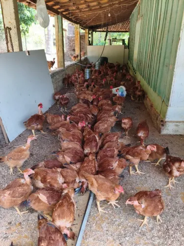 Frangos e frangas caipira