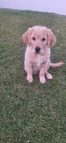 Vendo Golden retriever