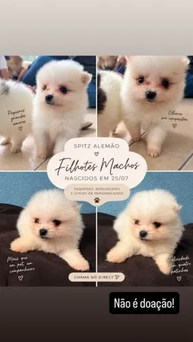 Filhotes Spitz Alemão| Lulu