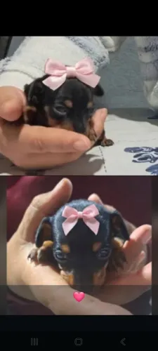 Vendo fêmea miniatura disponível 1 mês de vida interessado chma