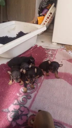 Pinscher 1 fêmea 