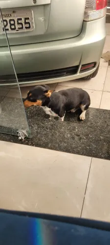 Doação de pet