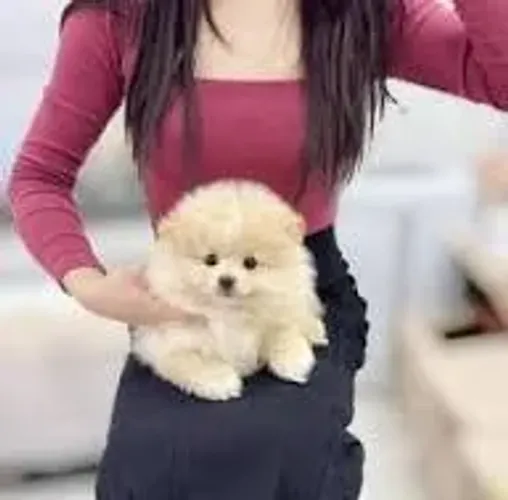 spitz alemao Pelagem volumosa