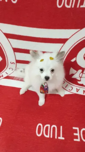 Cachorro