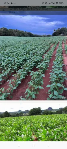 Fazenda de arrendamento 1.650 hec, 400 já planta em Ivolândia Go.