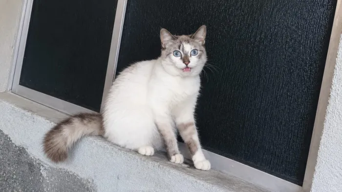 Adoção