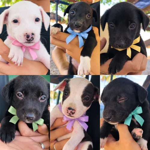 Lindos filhotinhos bull terrier x beagle